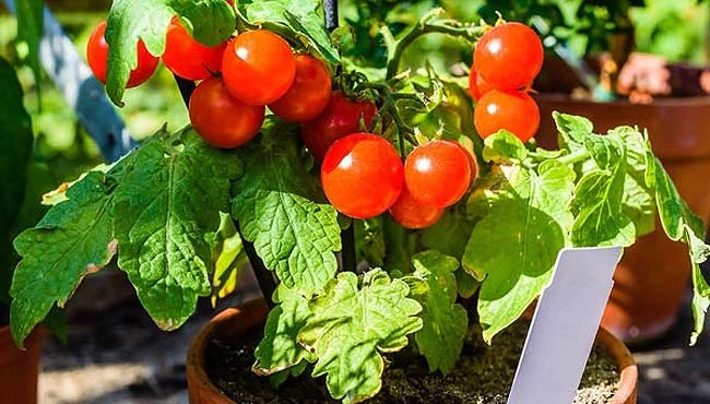 5 Adımda saksıda domates yetiştiriciliği